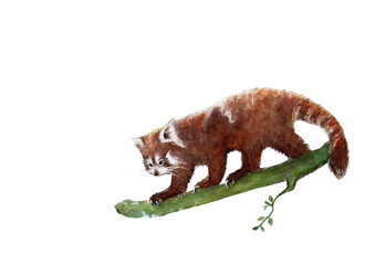 Kleiner Panda - Red Panda watercolor illustrations 