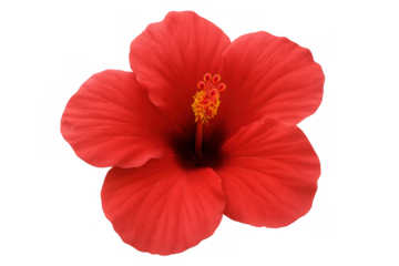Vivid red hibiscus blossom blooming, revealing delicate crimson petals and prominent golden stamen against transparent background