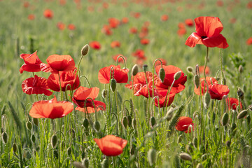 MAKI, KWIATY, ROŚLINY, KOLORY, PRZYRODA, NATURA, PIĘKNO, ŁĄKA,  KWIAT, © grzegorzszefer