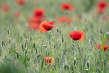 MAKI, KWIATY, ROŚLINY, KOLORY, PRZYRODA, NATURA, PIĘKNO, ŁĄKA,  KWIAT, © grzegorzszefer