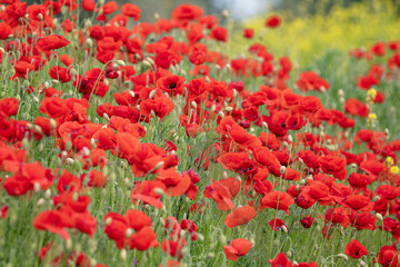 MAKI, KWIATY, ROŚLINY, KOLORY, PRZYRODA, NATURA, PIĘKNO, ŁĄKA,  KWIAT,