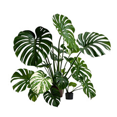 Mockup of Monstera Variegata Houseplant, Generative AI