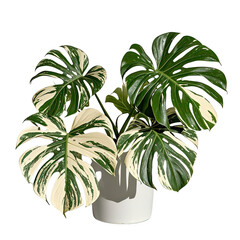 Mockup of Monstera Variegata Houseplant, Generative AI