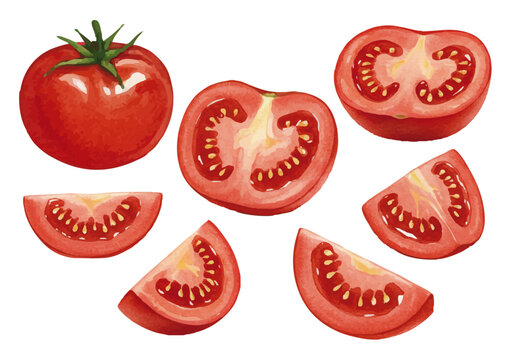 Vector watercolor vegetable / 水彩テイストの野菜イラスト（トマト）