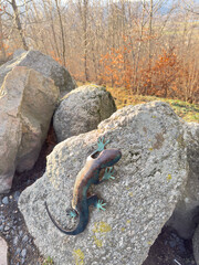 Small salamander sculpture near Prince Henryk Castle, Poland, forest setting