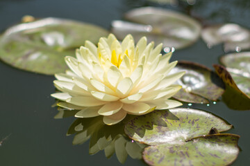 KWIATY, ROŚLINY, KOLORY, PRZYRODA, NATURA, PIĘKNO, ŁĄKA,  KWIAT,