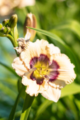 KWIATY, ROŚLINY, KOLORY, PRZYRODA, NATURA, PIĘKNO, ŁĄKA,  KWIAT,