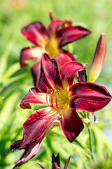 KWIATY, ROŚLINY, KOLORY, PRZYRODA, NATURA, PIĘKNO, ŁĄKA,  KWIAT,