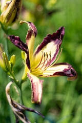 KWIATY, ROŚLINY, KOLORY, PRZYRODA, NATURA, PIĘKNO, ŁĄKA,  KWIAT,