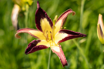 KWIATY, ROŚLINY, KOLORY, PRZYRODA, NATURA, PIĘKNO, ŁĄKA,  KWIAT, © grzegorzszefer