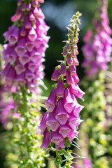 KWIATY, ROŚLINY, KOLORY, PRZYRODA, NATURA, PIĘKNO, ŁĄKA,  KWIAT,