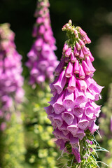 KWIATY, ROŚLINY, KOLORY, PRZYRODA, NATURA, PIĘKNO, ŁĄKA,  KWIAT,