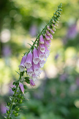 KWIATY, ROŚLINY, KOLORY, PRZYRODA, NATURA, PIĘKNO, ŁĄKA,  KWIAT,