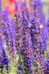 KWIATY, ROŚLINY, KOLORY, PRZYRODA, NATURA, PIĘKNO, ŁĄKA,  KWIAT,