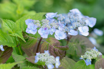 KWIATY, ROŚLINY, KOLORY, PRZYRODA, NATURA, PIĘKNO, ŁĄKA,  KWIAT, © grzegorzszefer