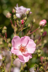 KWIATY, ROŚLINY, KOLORY, PRZYRODA, NATURA, PIĘKNO, ŁĄKA,  KWIAT,