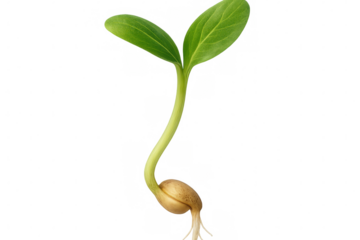 Small plant growing from seed on a transparent background, symbolizing the concept of new life and the beauty of nature's growth