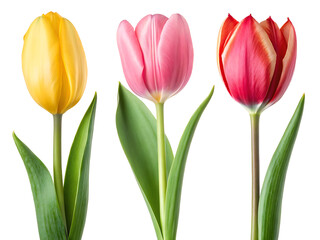 Naklejka premium Three tulips in a row, yellow pink and red, with green leaves, isolated against a white background