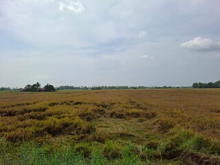 rice field in Kerala flooded and damaged due to heavy rain