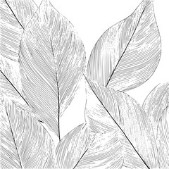 Illustration of several large leaves with detailed line work on a white background creating a pattern