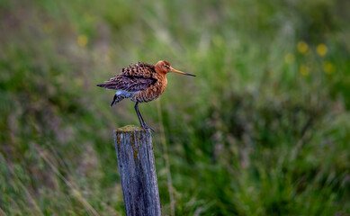 Common snipe (Gallinago gallinago) is a small, stocky wader bird native to the Old World. Breeding habitats are marshes, bogs, tundra and wet meadows throughout the Palearctic.Wildlife scene.Iceland.