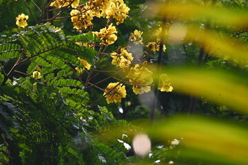 Peltophorum pterocarpum flower. Its other names copperpod, yellow flamboyant, yellow flametree, yellow poinciana and yellow flame. This  is a species of Peltophorum.