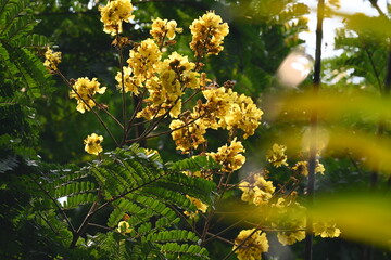 Peltophorum pterocarpum flower. Its other names copperpod, yellow flamboyant, yellow flametree, yellow poinciana and yellow flame. This  is a species of Peltophorum.