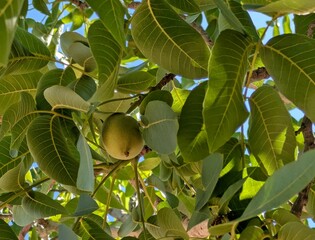 Vista de cerca de un árbol con una lima o limón con fondo de follaje	