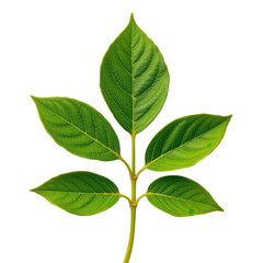 Naklejka premium Green Leaves with Rich Textures and Vibrant Shades for Nature Lovers
