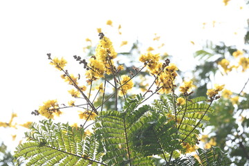 Peltophorum pterocarpum flower. Its other names copperpod, yellow flamboyant, yellow flametree, yellow poinciana and yellow flame. This  is a species of Peltophorum.