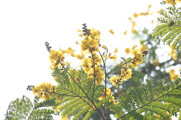 Peltophorum pterocarpum flower. Its other names copperpod, yellow flamboyant, yellow flametree, yellow poinciana and yellow flame. This  is a species of Peltophorum.