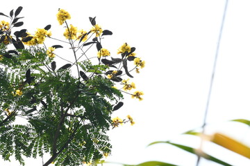Peltophorum pterocarpum flower. Its other names copperpod, yellow flamboyant, yellow flametree, yellow poinciana and yellow flame. This  is a species of Peltophorum.