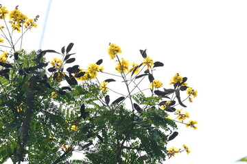 Peltophorum pterocarpum flower. Its other names copperpod, yellow flamboyant, yellow flametree, yellow poinciana and yellow flame. This  is a species of Peltophorum.