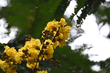Peltophorum pterocarpum flower. Its other names copperpod, yellow flamboyant, yellow flametree, yellow poinciana and yellow flame. This  is a species of Peltophorum.