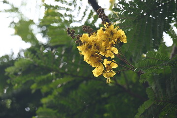 Peltophorum pterocarpum flower. Its other names copperpod, yellow flamboyant, yellow flametree, yellow poinciana and yellow flame. This  is a species of Peltophorum.