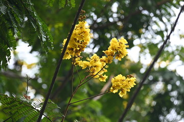 Peltophorum pterocarpum flower. Its other names copperpod, yellow flamboyant, yellow flametree, yellow poinciana and yellow flame. This  is a species of Peltophorum.