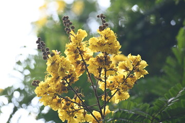 Peltophorum pterocarpum flower. Its other names copperpod, yellow flamboyant, yellow flametree, yellow poinciana and yellow flame. This  is a species of Peltophorum.
