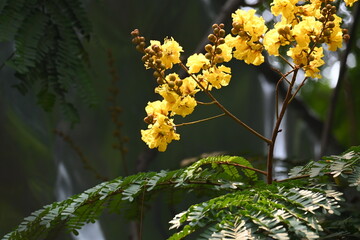 Peltophorum pterocarpum flower. Its other names copperpod, yellow flamboyant, yellow flametree, yellow poinciana and yellow flame. This  is a species of Peltophorum.