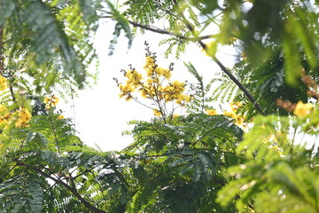 Peltophorum pterocarpum flower. Its other names copperpod, yellow flamboyant, yellow flametree, yellow poinciana and yellow flame. This  is a species of Peltophorum.