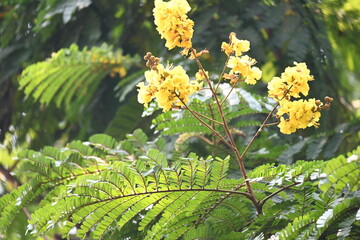 Peltophorum pterocarpum flower. Its other names copperpod, yellow flamboyant, yellow flametree, yellow poinciana and yellow flame. This  is a species of Peltophorum.