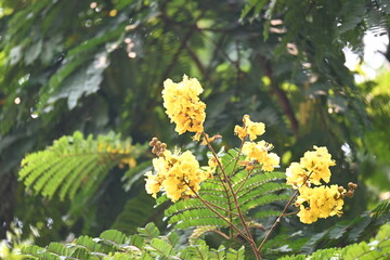 Peltophorum pterocarpum flower. Its other names copperpod, yellow flamboyant, yellow flametree, yellow poinciana and yellow flame. This  is a species of Peltophorum.