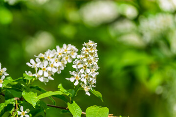 White flowers blooming bird cherry. Close-up of a Flowering Prunus padus Tree with White Little Blossoms