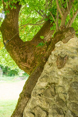 Tilia platyphyllos Baumpflege Baumchirurgie Altbaum Baumdenkmal