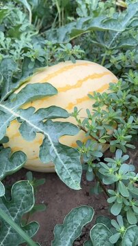 A beautiful, ripe yellow watermelon rests on the vine, nestled amongst large green leaves in a garden. This clip is perfect for themes of summer harvest, fresh fruit, and organic farming.