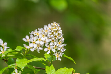 White flowers blooming bird cherry. Close-up of a Flowering Prunus padus Tree with White Little Blossoms