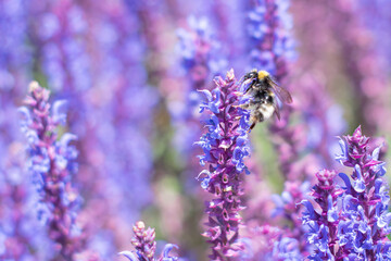 PSZCZOŁA, OWADY, TRZMIEL, KWIATY, ROŚLINY, KOLORY, PRZYRODA, NATURA, PIĘKNO, ŁĄKA,  KWIAT, © grzegorzszefer