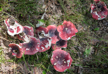 Group of Russula xerampelina - lat. or crab russula is an edible mushroom, subtle taste and texture with strong fishy or crab smell, concept of abundance of autumn mushroom harvest