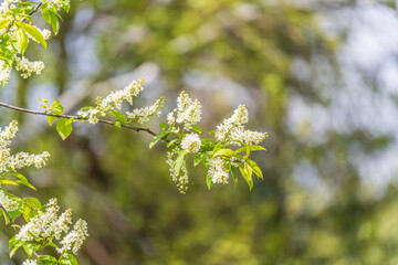 White flowers blooming bird cherry. Close-up of a Flowering Prunus padus Tree with White Little...