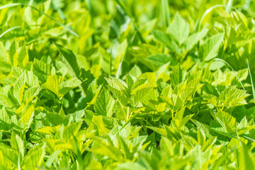Nature of green leaf in garden at summer. Natural green leaves plants using as spring background cover page environment ecology
