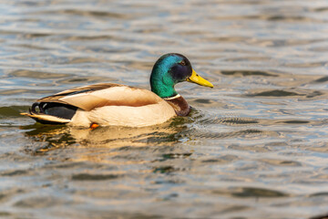 Duck swims in the pond.